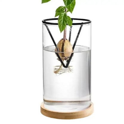 Modern clear glass hydroponic avocado planting set kitchen decor