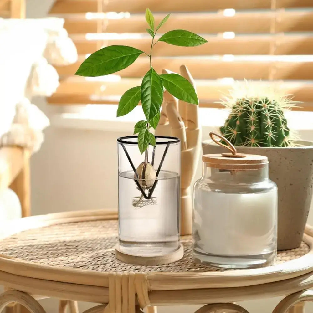 Modern clear glass hydroponic avocado planting set kitchen decor