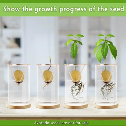 Modern clear glass hydroponic avocado planting set kitchen decor