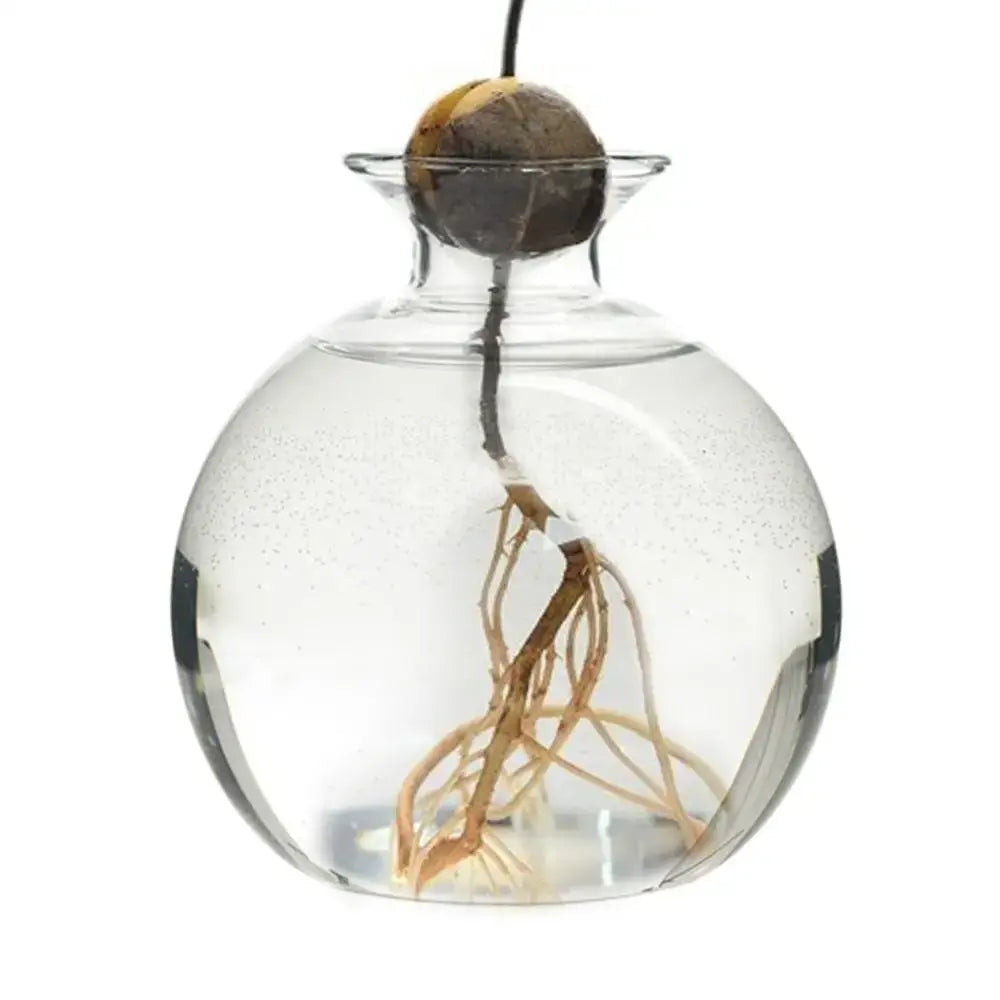 Clear glass avocado seed vase set of 4 kitchen hydroponic decor