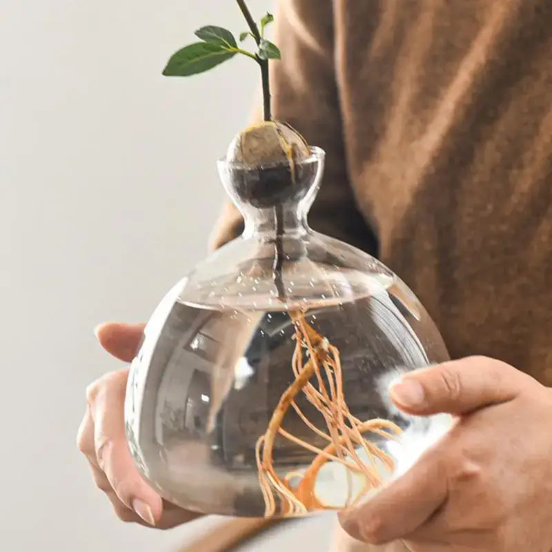 Clear glass avocado seed vase set of 4 kitchen hydroponic decor