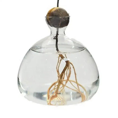 Clear glass avocado seed vase set of 4 kitchen hydroponic decor