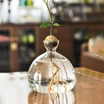 Clear glass avocado seed vase set of 4 kitchen hydroponic decor