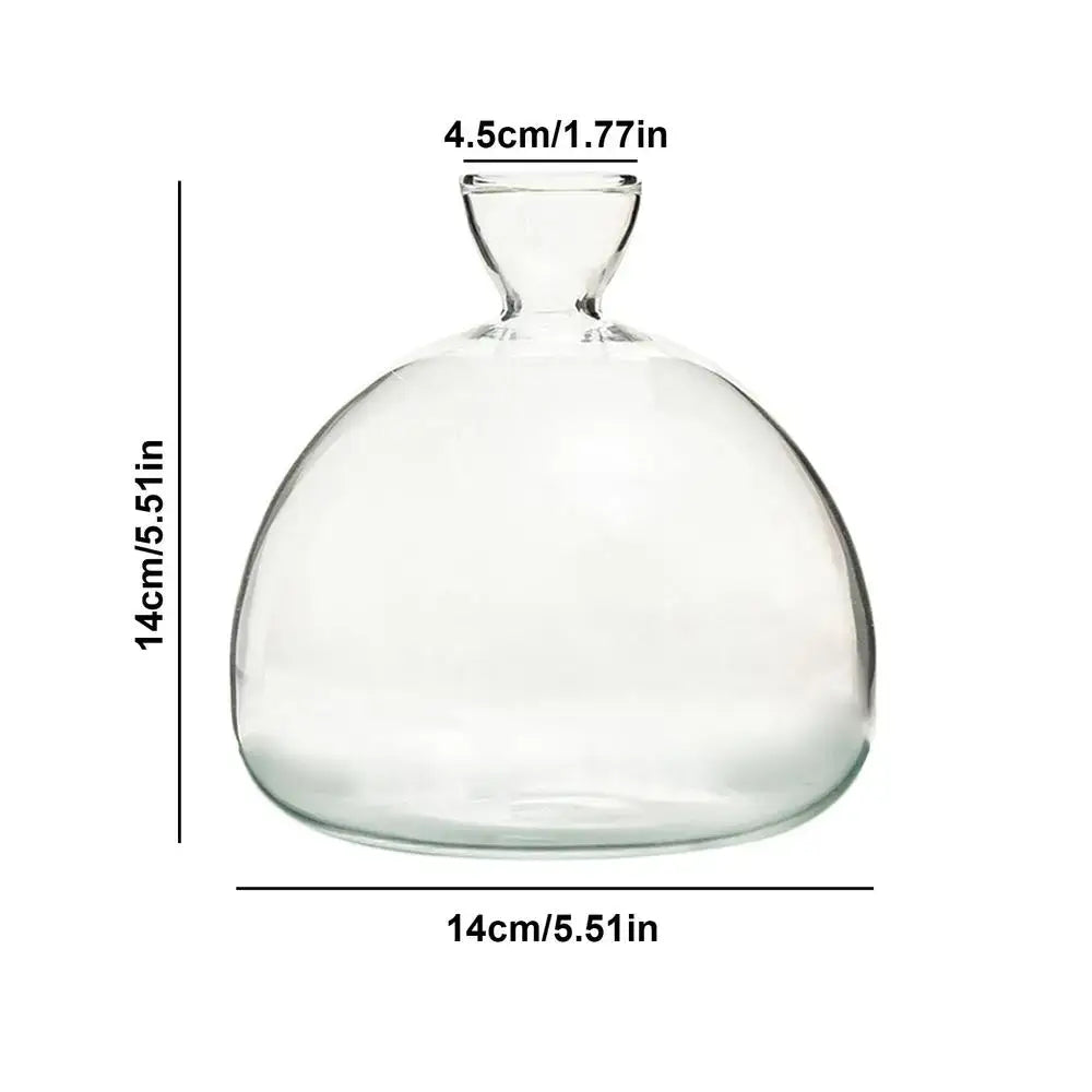 Clear glass avocado seed vase set of 4 kitchen hydroponic decor