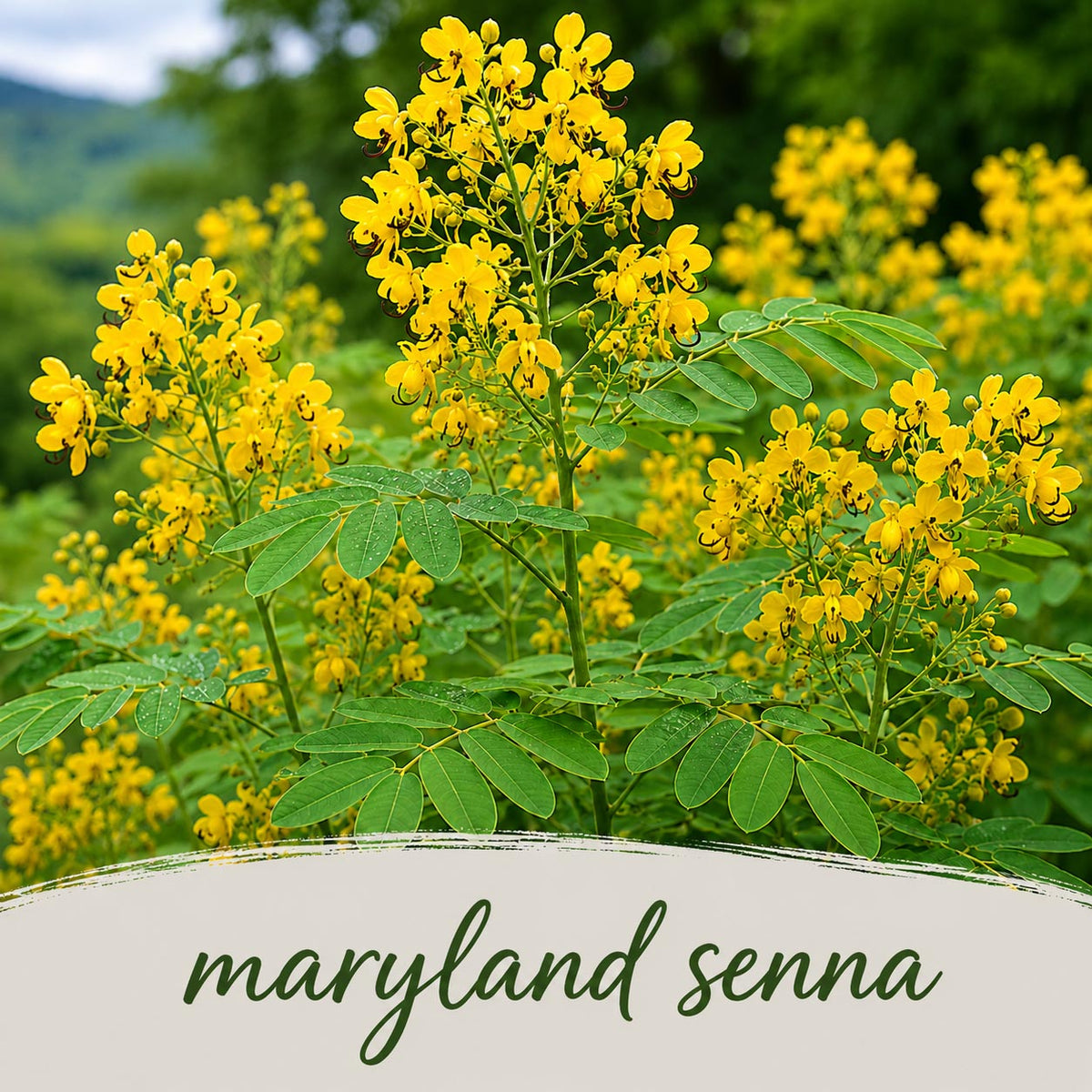 Mini Native Tall Deer & Rabbit Resistent Seed Mix | Prairie Legacy Inc.