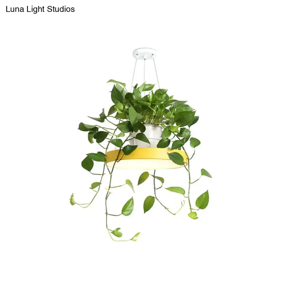 Mint green brooklyn round macaron pendant light with kitchen planter
