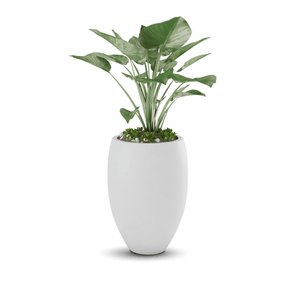 Brandy Planter