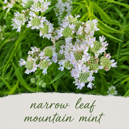 Backyard Salt & Clay Wildflower XL Bundle | Tall & Short Mini Mixes and Petite Clay Tolerant | Prairie Legacy Inc.