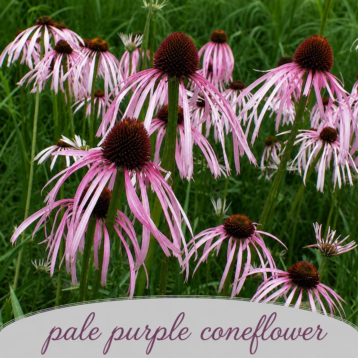 Pollinator Wildflower XL Bundle | Tall & Short Mini Mixes & Pollinator Prize | Prairie Legacy Inc.