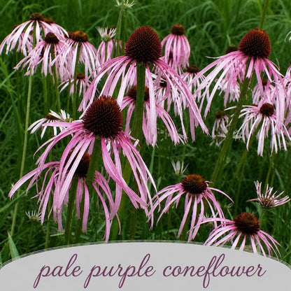 Pollinator Wildflower XL Bundle | Tall & Short Mini Mixes & Pollinator Prize | Prairie Legacy Inc.
