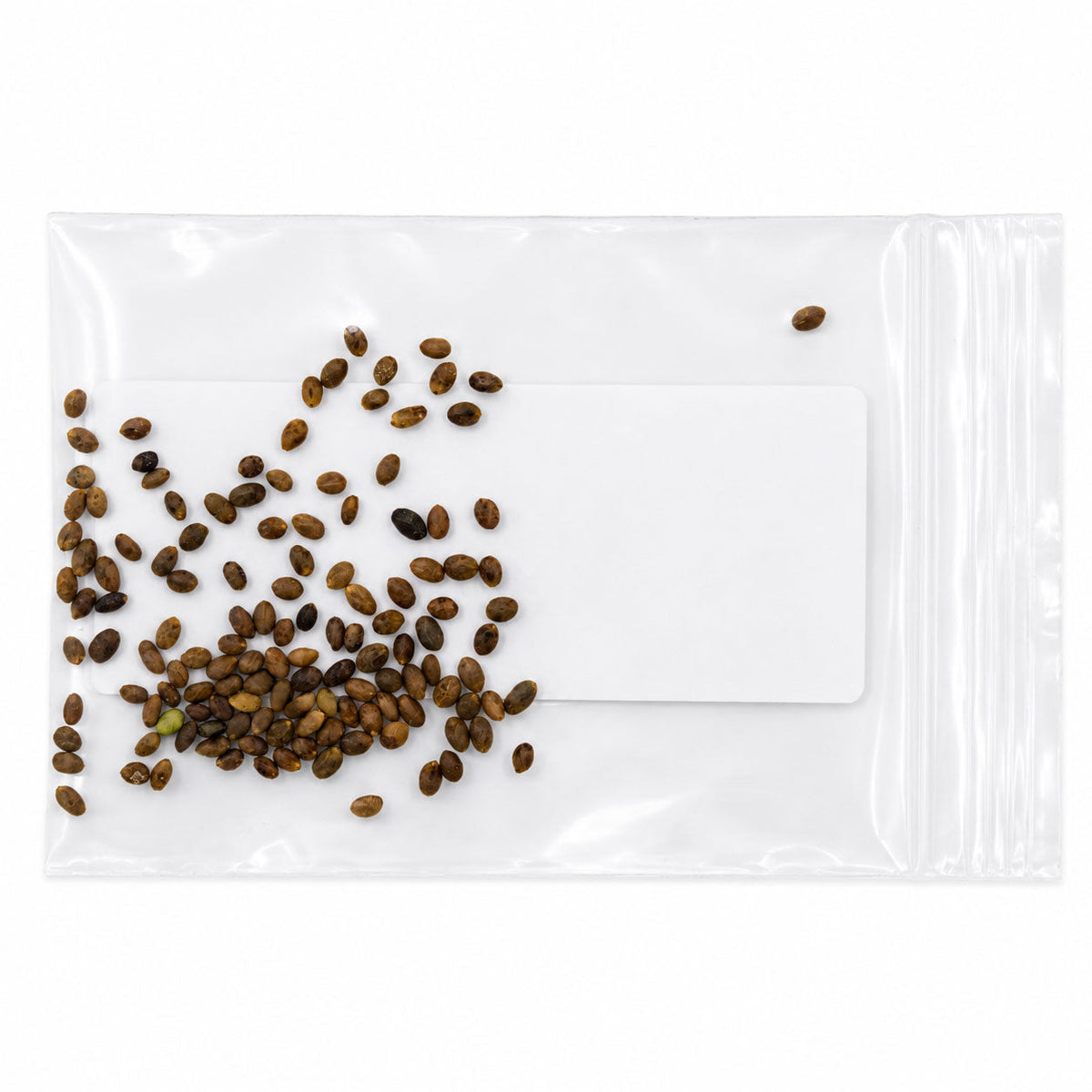 Mini Native Tall Hummingbird Seed Mix | Prairie Legacy Inc.