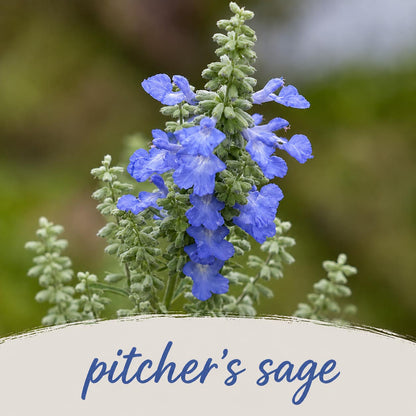 Pollinator Wildflower XL Bundle | Tall & Short Mini Mixes & Pollinator Prize | Prairie Legacy Inc.