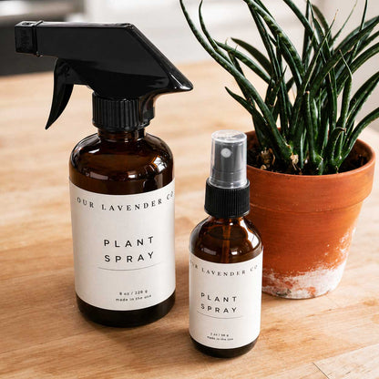 Lavender Scented Plant Spray | Multiple Sizes | Our Lavender Co