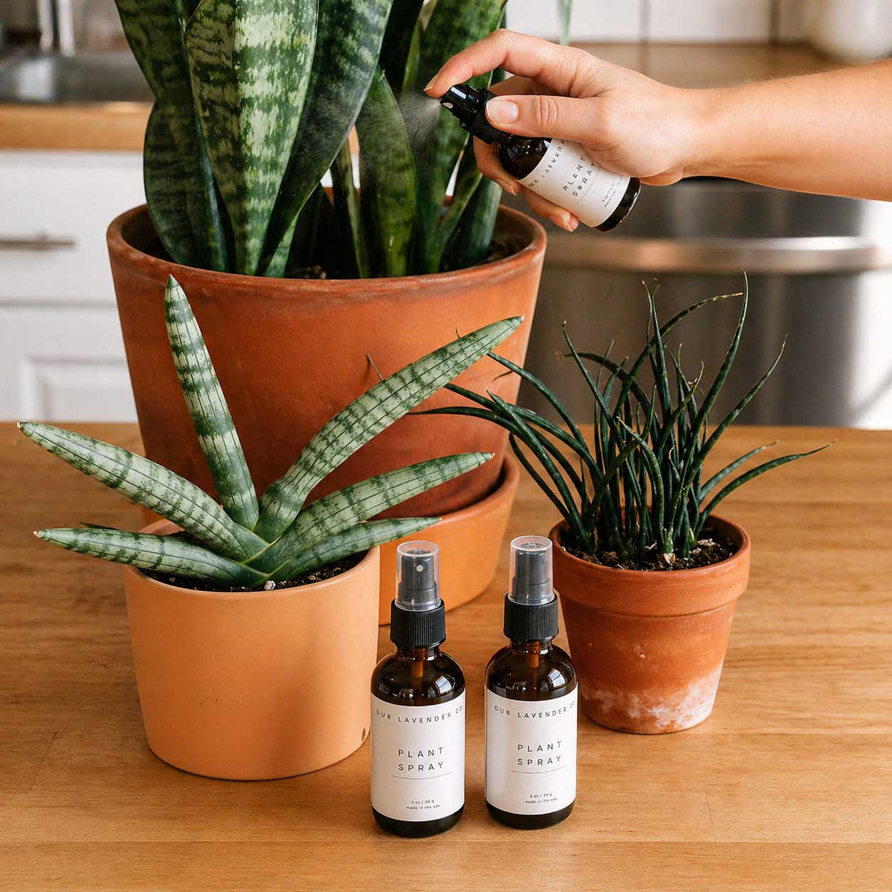 Lavender Scented Plant Spray | Multiple Sizes | Our Lavender Co