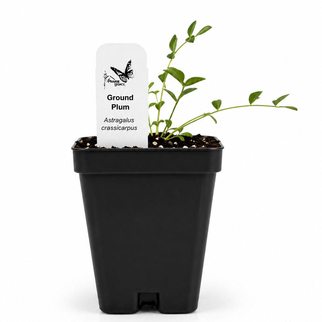 Front Yard Friendly Live Plant Landscape Kit | Prairie Legacy Inc.