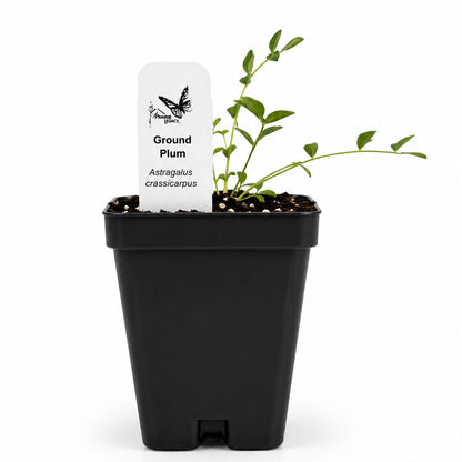 Front Yard Friendly Live Plant Landscape Kit | Prairie Legacy Inc.