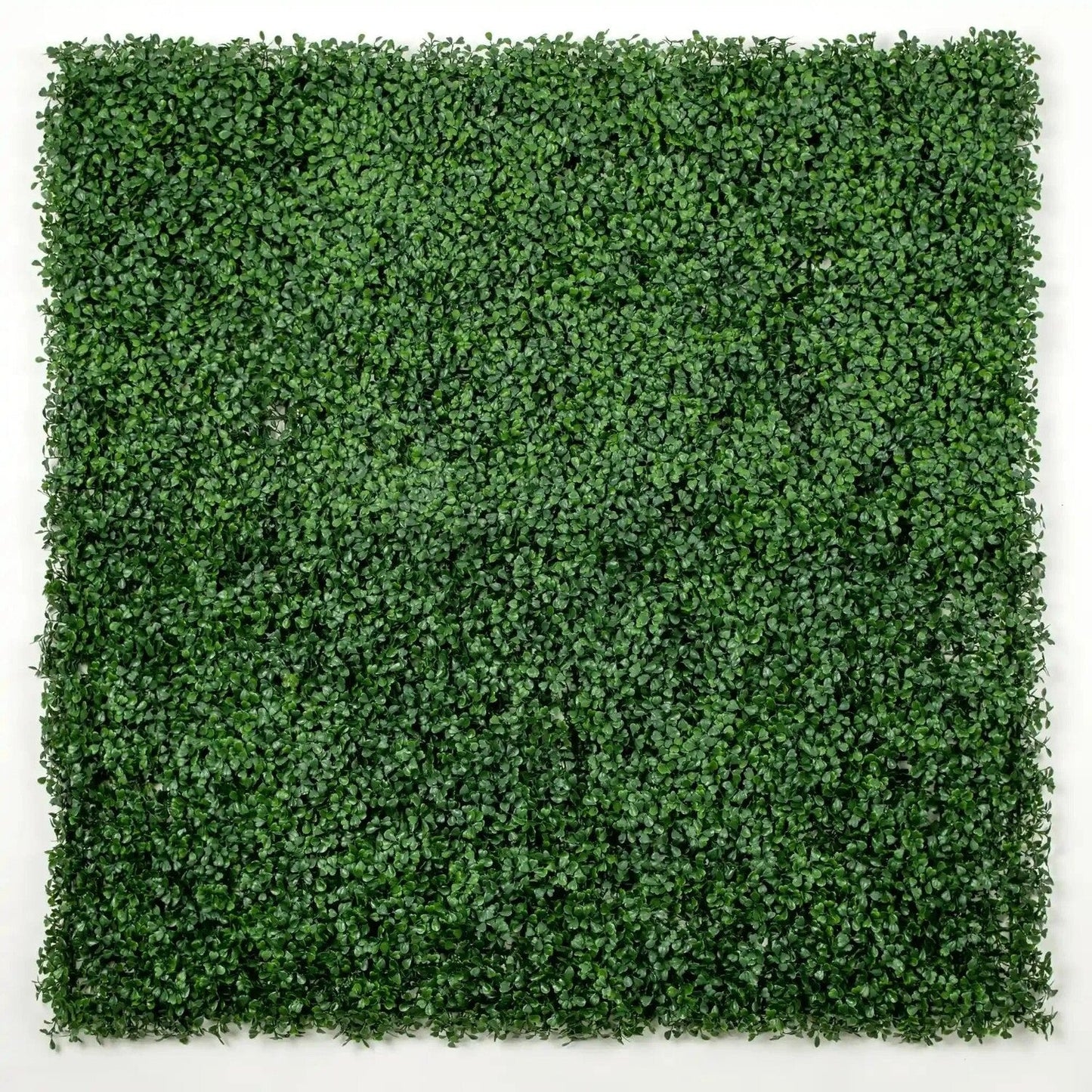 Sample Panel – Dark Boxwood Green Wall (Small Sample)