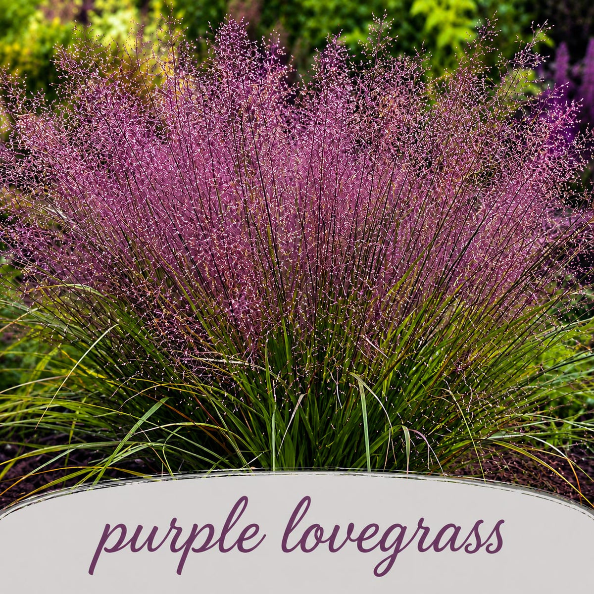 Bird Sanctuary Live Plant Landscape Kit | Prairie Legacy Inc.