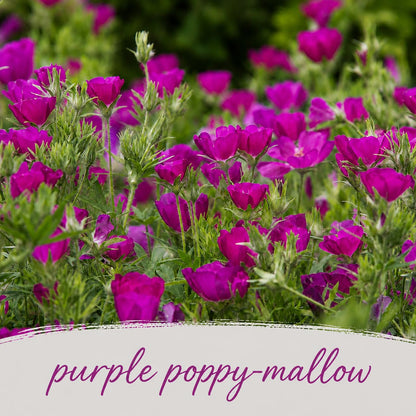 Mini Native Short Salt & Clay Seed Mix | Prairie Legacy Inc.