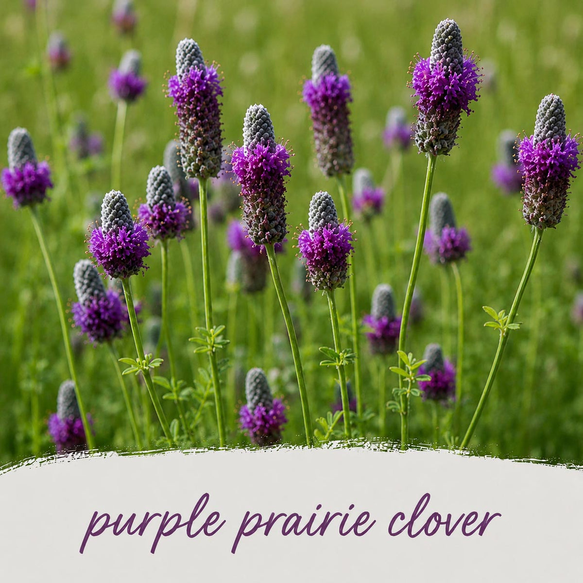Mini Native Short Bird Lovers Seed Mix | Prairie Legacy Inc.