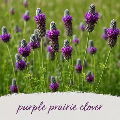 Mini Native Short Bird Lovers Seed Mix | Prairie Legacy Inc.