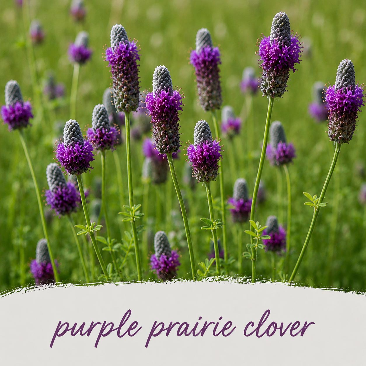 Mini Native Short Salt & Clay Seed Mix | Prairie Legacy Inc.