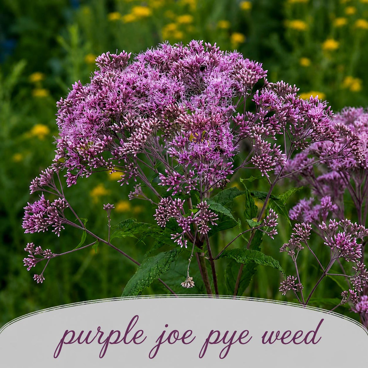 Hummingbird Garden Live Plant Landscape Kit | Prairie Legacy Inc.