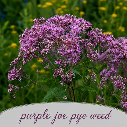 Hummingbird Garden Live Plant Landscape Kit | Prairie Legacy Inc.