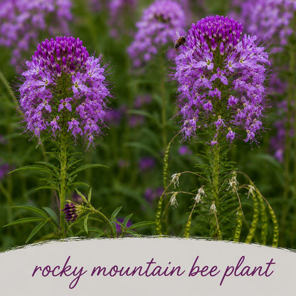 Mini Native Tall Deer & Rabbit Resistent Seed Mix | Prairie Legacy Inc.