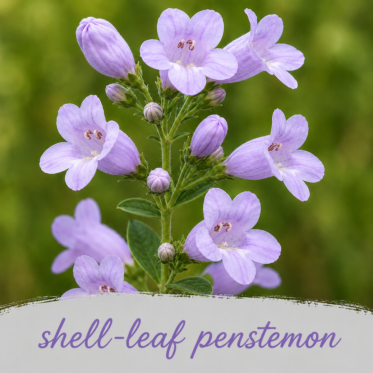 Mini Native Short Hummingbird Seed Mix | Prairie Legacy Inc.