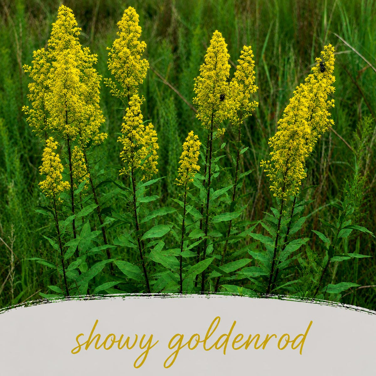 Pollinator Wildflower XL Bundle | Tall & Short Mini Mixes & Pollinator Prize | Prairie Legacy Inc.