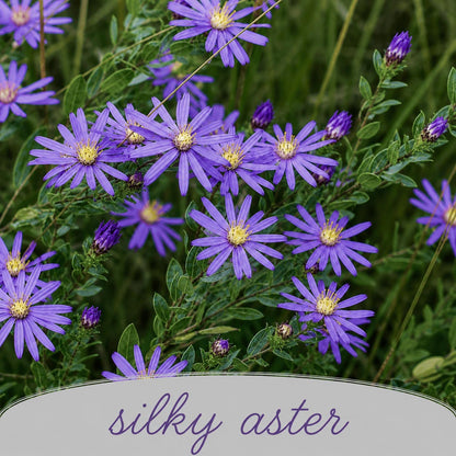 Pollinator Wildflower Bundle | Tall & Short Mini Mixes | Prairie Legacy Inc.