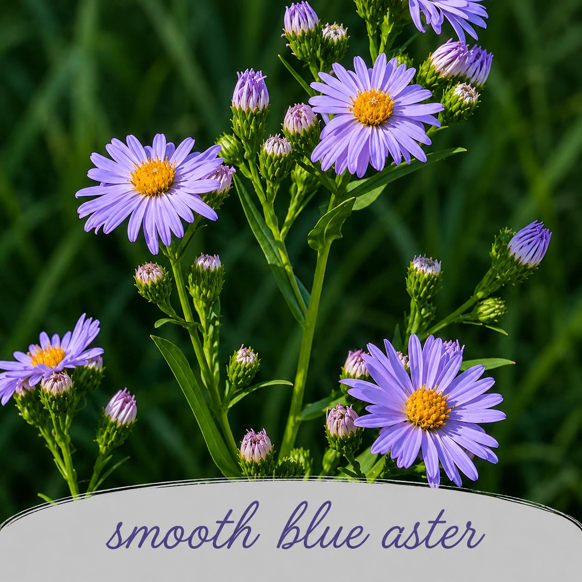 Mini Native Tall Bird Lovers Seed Mix | Prairie Legacy Inc.