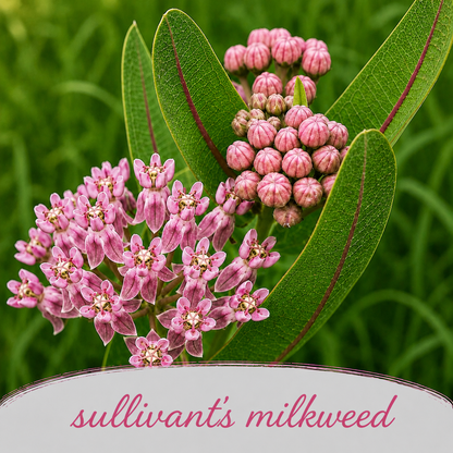 Pollinator Wildflower XL Bundle | Tall & Short Mini Mixes & Pollinator Prize | Prairie Legacy Inc.
