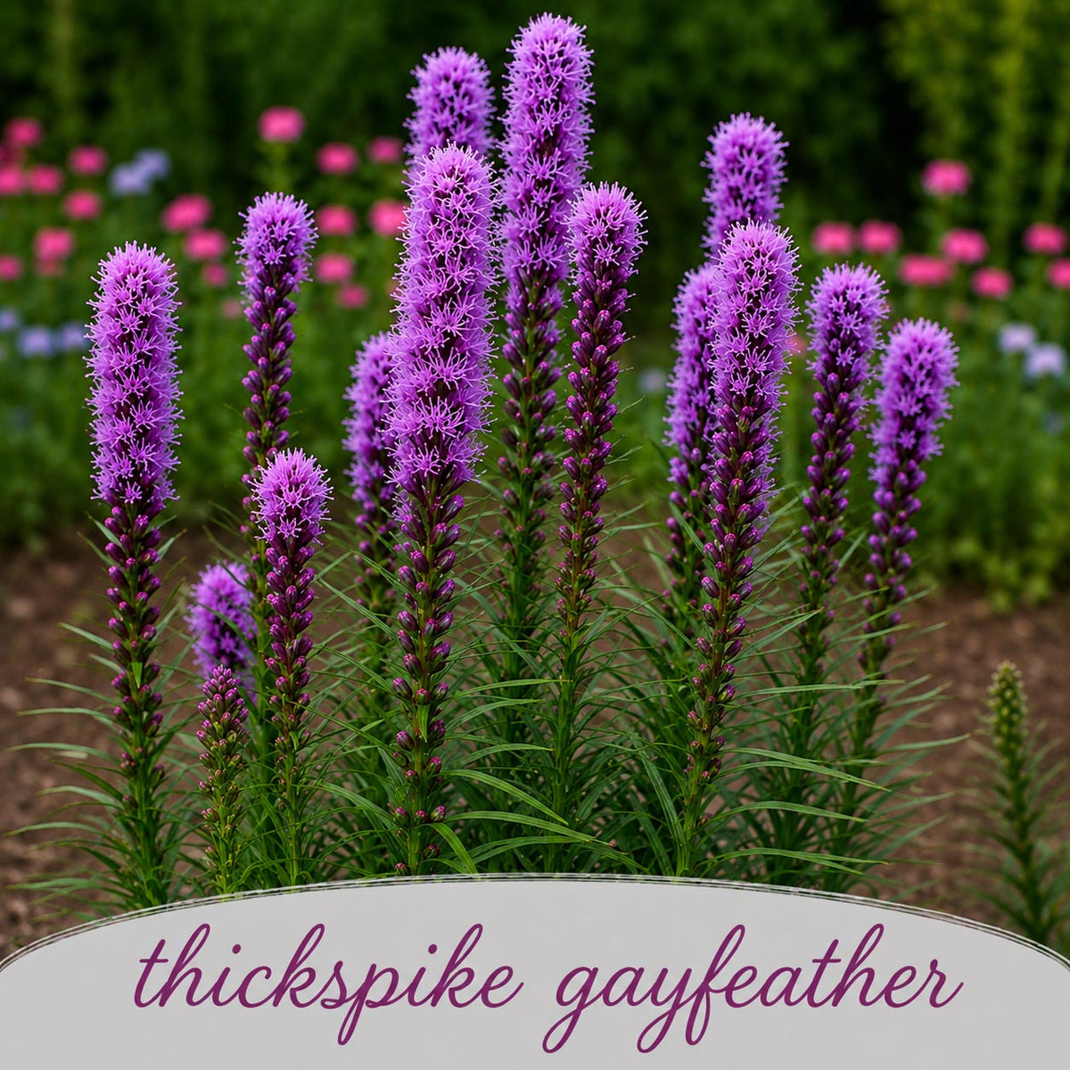 Mini Native Short Hummingbird Seed Mix | Prairie Legacy Inc.