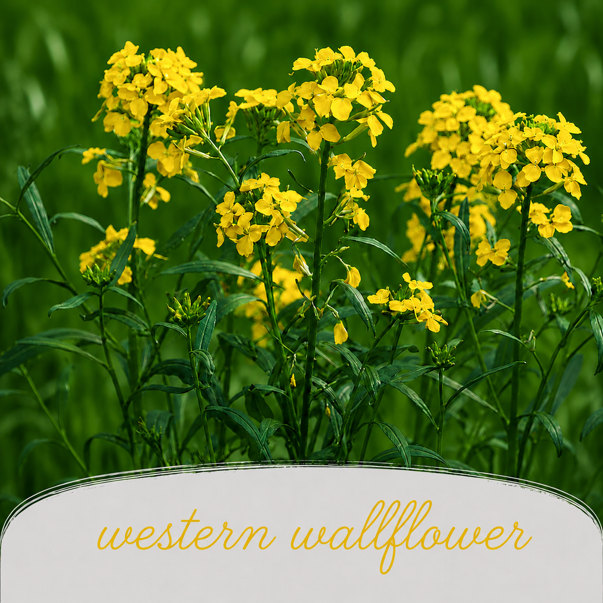 Pollinator Wildflower Bundle | Tall & Short Mini Mixes | Prairie Legacy Inc.
