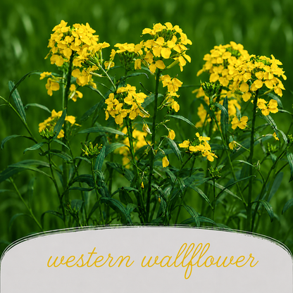 Pollinator Wildflower Bundle | Tall & Short Mini Mixes | Prairie Legacy Inc.