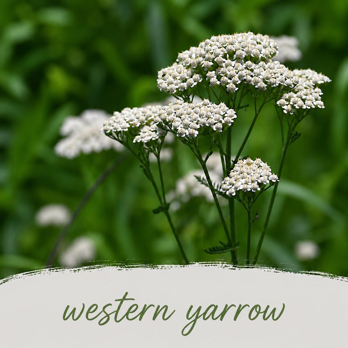 Mini Native Short Hummingbird Seed Mix | Prairie Legacy Inc.