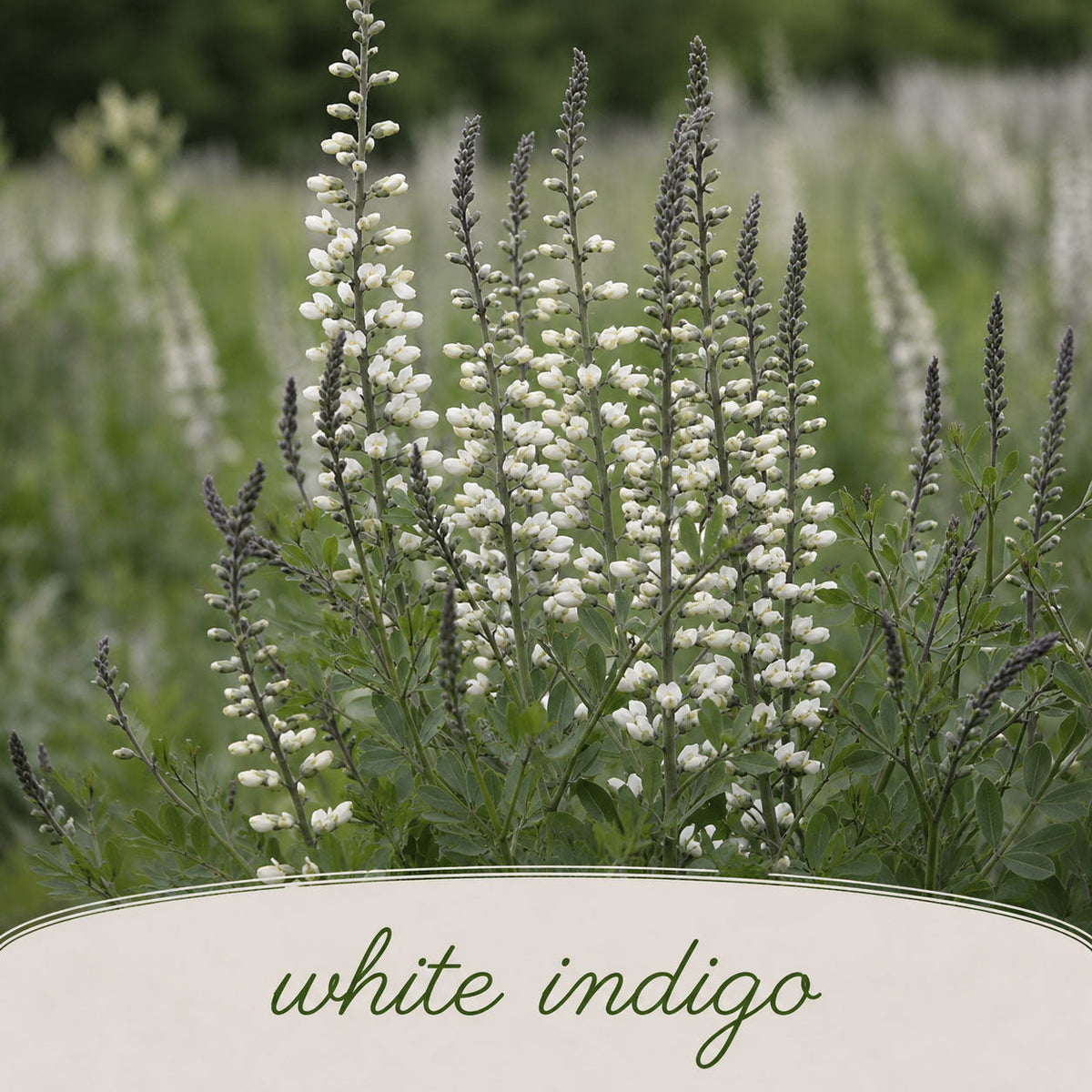 Backyard Bird Wildflower Bundle | Tall & Short Mini Mixes | Prairie Legacy Inc.