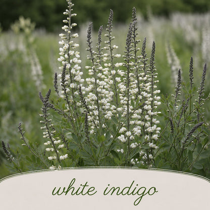 Backyard Bird Wildflower Bundle | Tall & Short Mini Mixes | Prairie Legacy Inc.