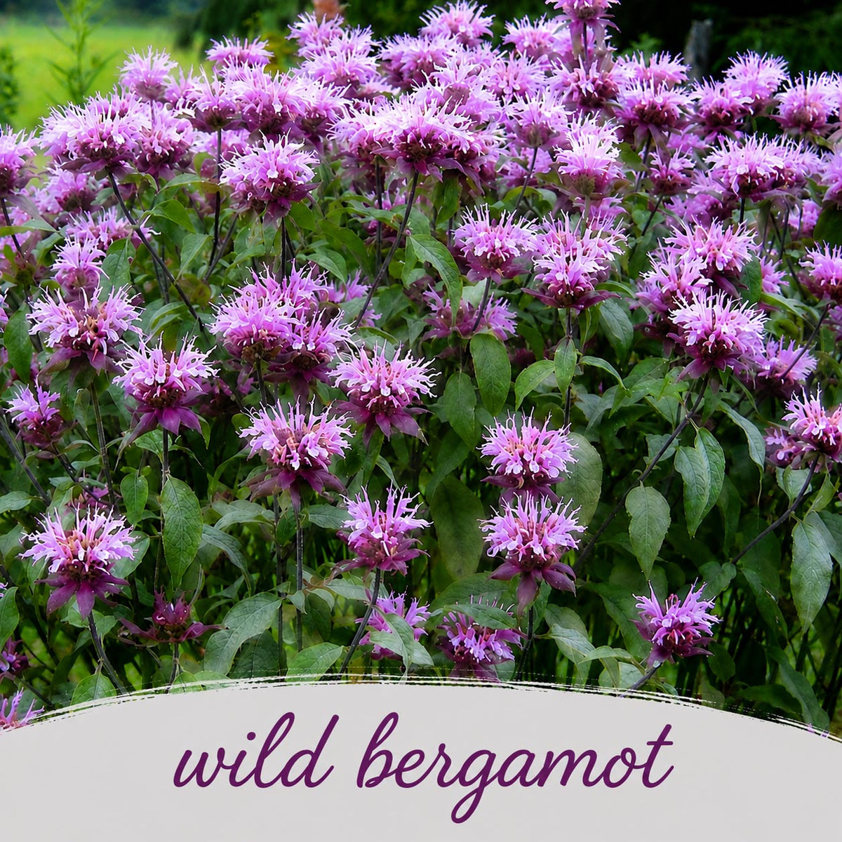 Mini Native Tall Deer & Rabbit Resistent Seed Mix | Prairie Legacy Inc.