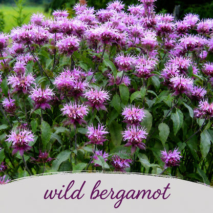 Mini Native Tall Deer & Rabbit Resistent Seed Mix | Prairie Legacy Inc.
